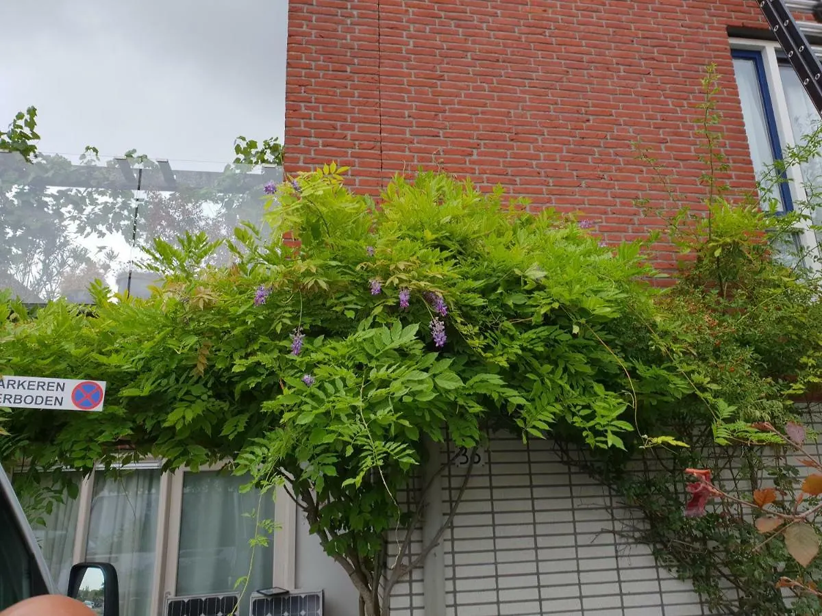 Johan'S B&B With Roofterrace And Cheap Parking - Since 2014 Netherlands
